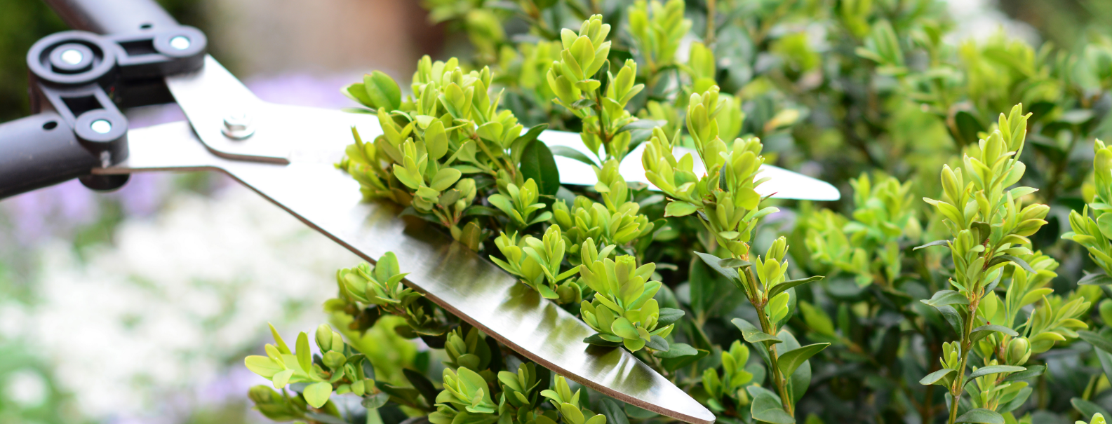 sharp hedge trimmers