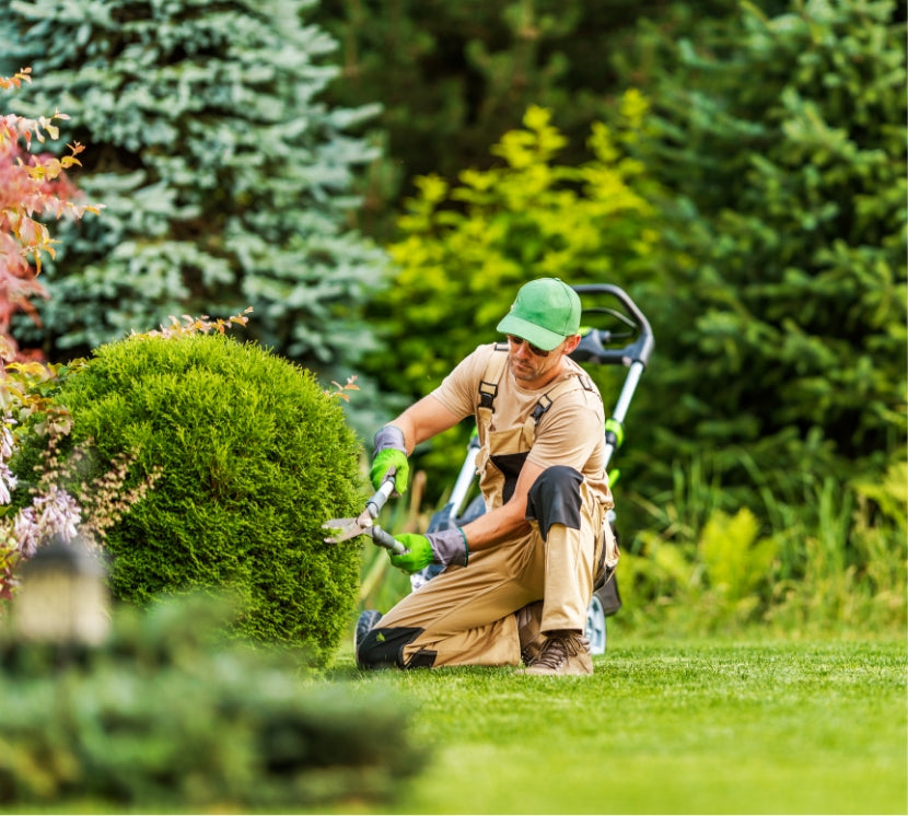 trimming hedges